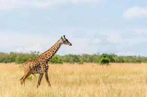 giraf in der masai mara