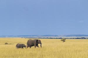 Afrikaanse olifant met kalf