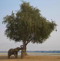 Afrikaanse olifantenstier (loxodonta africana) duwende boom foto