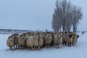 kudde schapen in de winter foto