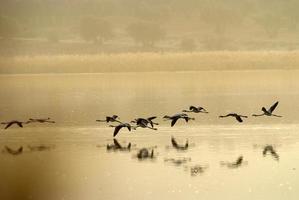 flamingo's (phoenicopterus) in laguna de calderon, moreel de calatrava. foto