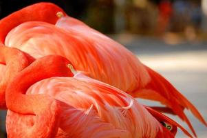 roze flamingo rusten foto