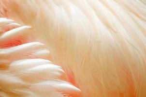 grotere flamingoveren foto