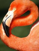 helder roze flamingo op de groene achtergrond foto