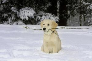 golden retriever pup in de sneeuw foto