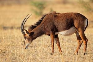 sable antilope