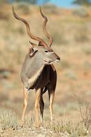 kudu antilope foto
