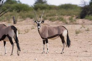 kudde oryx staande op een droge vlakte op zoek