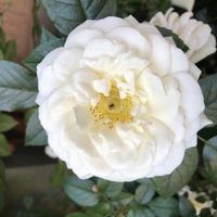 macro foto witte roos bloem