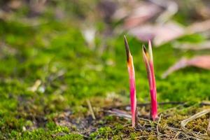 eerste groene spruiten van bloemen groeien uit de grond. vroege lente. tuinieren en landbouw concept. foto