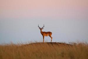 eenzame impala in de schemering