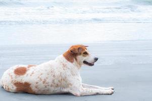 de hond zit of ligt op het strand. een eigenaarloze hond staart naar iets. foto