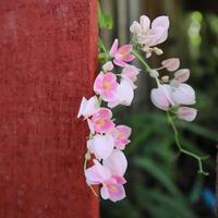 wandelende bloem bidsprinkhaan of roze orchidee bidsprinkhaan hymenopus coronatus, is een prachtig klein roze en wit bloemblad foto