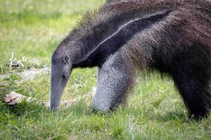 gigantische miereneter close-up foto