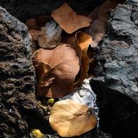 dode bladeren gevangen tussen rotsen in Tenerife foto