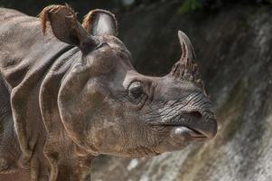 grotere eenhoornige neushoorn, Indische neushoorn (rhinoce ros uni