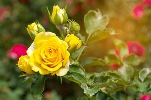 gele roos in de tuin foto