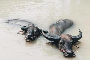 twee buffels zwemmen in kanaalwater foto