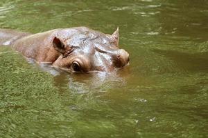 nijlpaarden in water