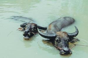 twee buffels zwemmen in kanaalwater foto