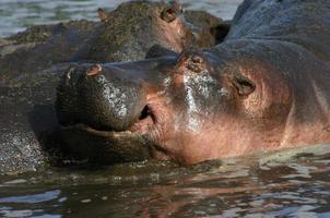 vreedzame nijlpaard