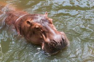 nijlpaard in het zwembad foto