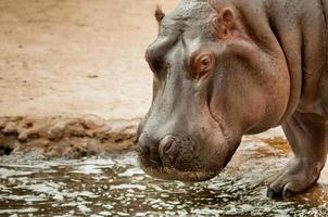 nijlpaard bij het zwembad