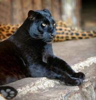 zwarte luipaard foto