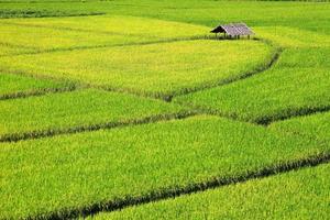 groen padieveld met kleine hut op de achtergrond in de bergvallei, chiangmai, thailand foto