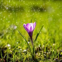 de enkele paarse krokusbloem in druppels lichte zomerregen foto