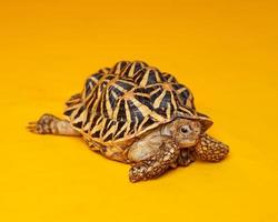 indian star zijn zeer zeldzame reptielen, deze dieren worden ook geclassificeerd als oude dieren omdat ze honderden jaren oud kunnen zijn. de schildpad, die alleen op het land kan leven, kan niet in het water leven. foto