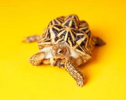 indian star zijn zeer zeldzame reptielen, deze dieren worden ook geclassificeerd als oude dieren omdat ze honderden jaren oud kunnen zijn. de schildpad, die alleen op het land kan leven, kan niet in het water leven. foto