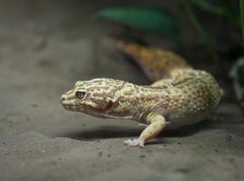 luipaard Gecko