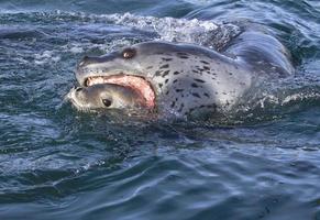 de luipaard die jonge zeehondenkrabben heeft aangevallen 1