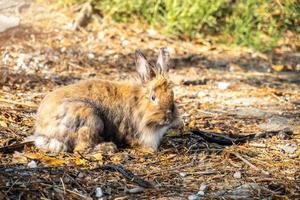 mooie harige schattig konijntje, konijn in weide prachtige lente scène, kijken naar iets zittend op groen gras over de natuur achtergrond. foto