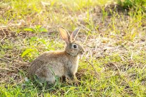 portret van een schattige pluizige konijn bruine kleur met grote oren, groene bloemenweide in een lentebos met een mooie onscherpe achtergrond. concept voor de voorjaarsvakantie foto