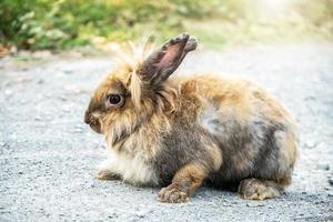 mooi harig schattig konijntje, konijn zit op stenen vloer in weide, konijn zijn herbivoren en worden vaak roofdieren. en soms is het populair voor menselijke voeding. foto