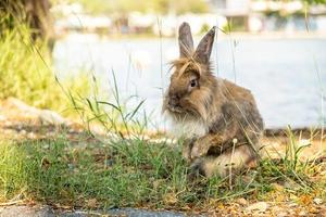 mooi harig schattig konijntje, voorzichtig konijn dat in de zomer op groen gras staat en naar iets kijkt foto