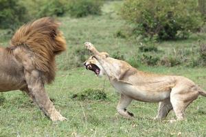 leeuwen vechten