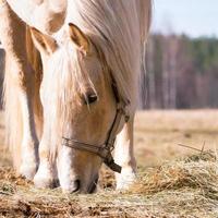 vrouwelijk paard dat droog hooi eet foto