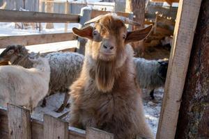 grappige berggeit close-up op een winterboerderij. foto