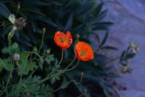 fel oranje bloemen in de tuin foto