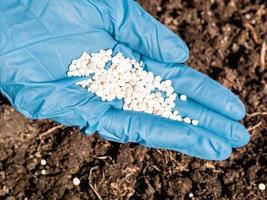 de toepassing van stikstofhoudende meststoffen in de bodem in het vroege voorjaar, plantenverzorging foto