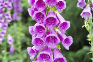 mooie paarse digitalis purpurea vingerhoedskruid foto