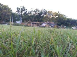 groen gras groeit op het voetbalveld foto