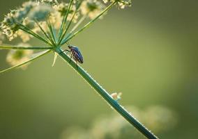 close up van bug zittend op plant