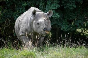 zwarte neushoorn of haaklipneushoorn foto