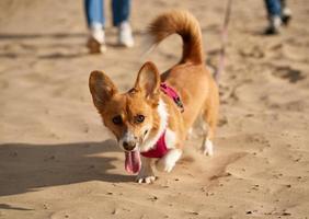 bijgesneden afbeelding van mensen die op het strand lopen met een hond. voeten van vrouw en man foto