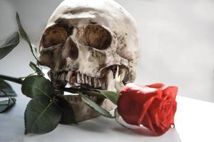 een menselijke schedel met een rode roos op een grijze achtergrond. concept van liefde en dood, halloween, santa muerte-heilige dood. bloem in de tanden van een skelet foto