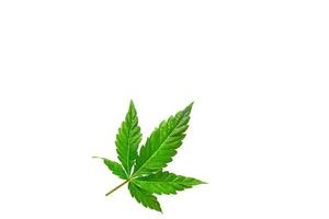 cannabis blad op een witte achtergrond geïsoleerd. medicinale marihuanabladeren van de jack herer-variëteit zijn een hybride van sativa en indica. foto
